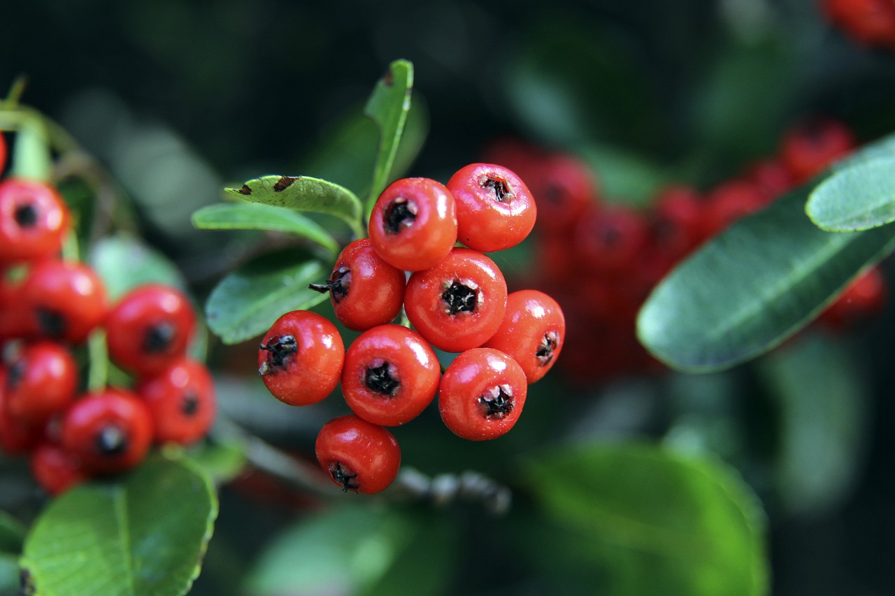若日尼奥失 若日尼奥失